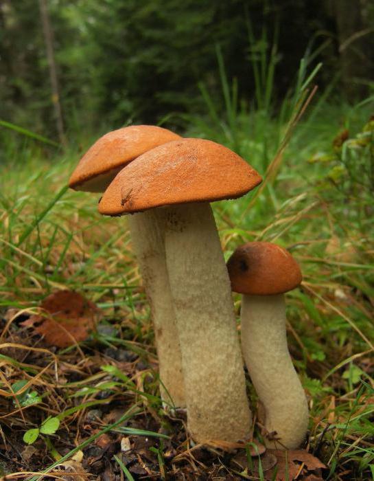 Descrizione dei funghi rossi