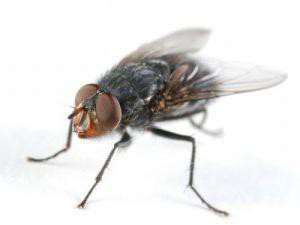 лекарства от черна муха в закрити цветове