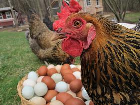 stendere il bottino delle uova