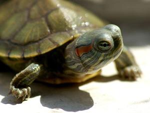 какво да нахрани червеногушата костенурка