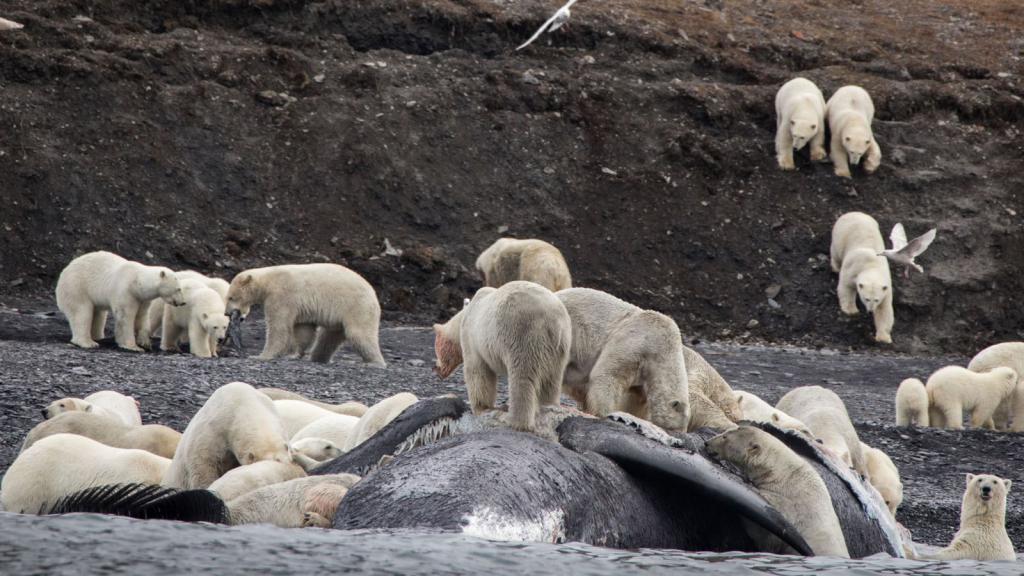 Polární medvědi na ostrově Wrangel