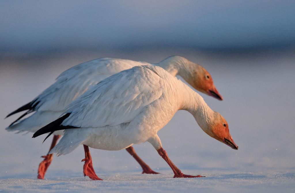 Ptáci na ostrově Wrangel