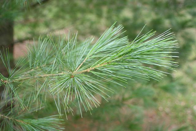 Uporaba smole Pine