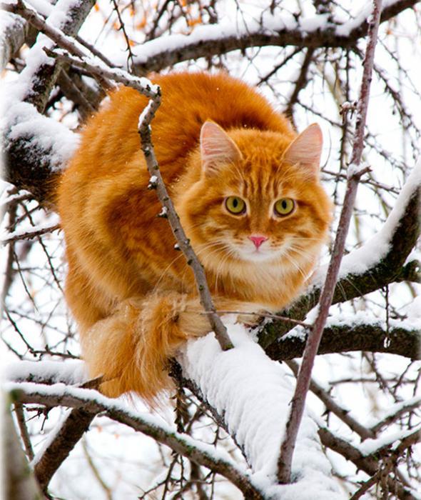 crvenokosa mačka iz snova