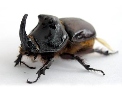 носорог бръмбар