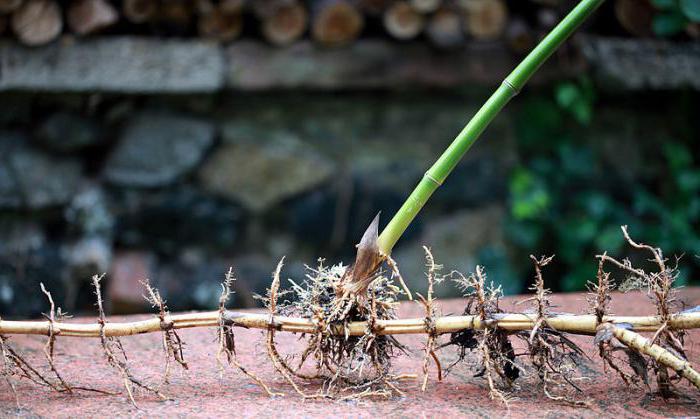 come distinguere il rizoma dalla radice