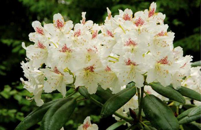 rododendroni u predgrađu i slijetanje