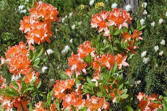 listavci rhododendroni v Moskvi regiji sajenje in nego