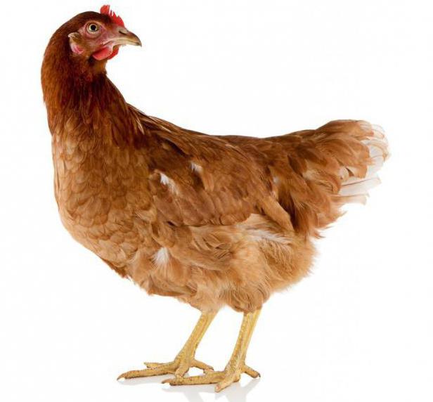 Kurczaki hodują zdjęcie Rhodonite