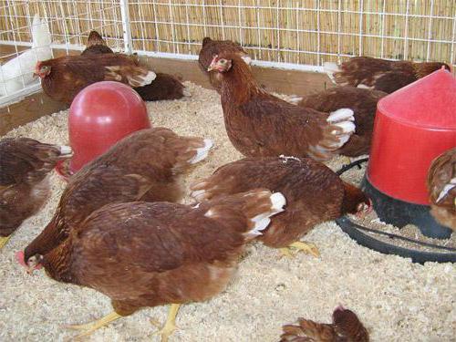 Kurczaki charakterystyczne dla Rhodonite