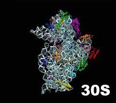 funkcijo ribosomov