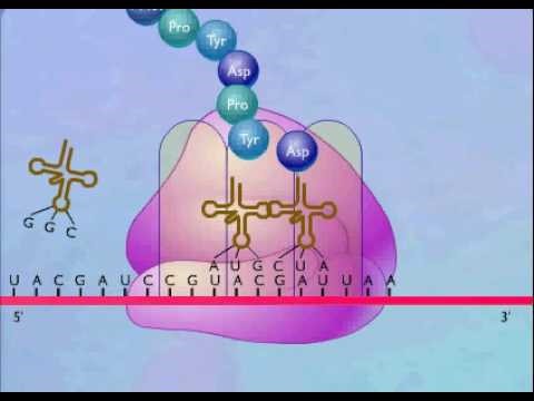 delovanje ribosoma v celici