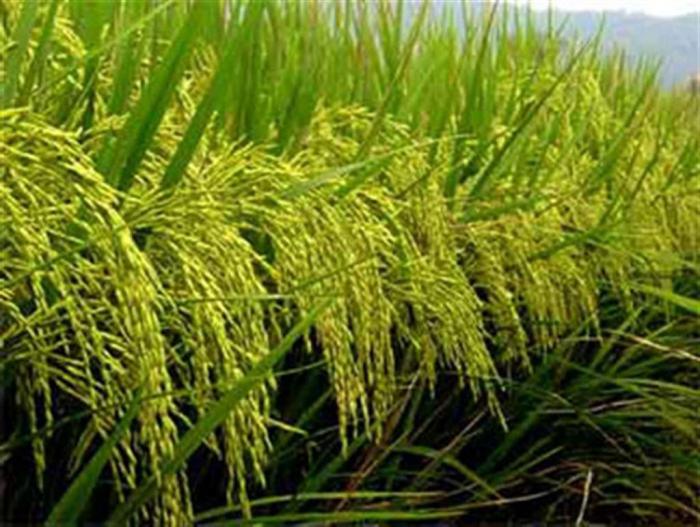 Piantagioni di riso