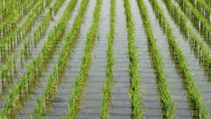 prospěch a poškození rýže