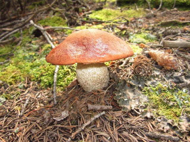 мистерија о печуркама