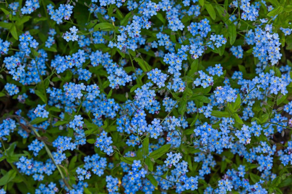сини цветя