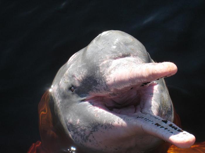 říční druhy delfínů