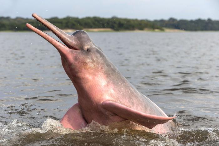 zamieszkiwane delfiny rzeczne