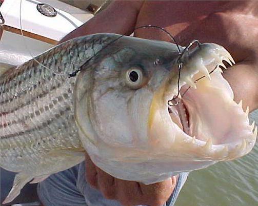 река чудовища goliath тигър риба