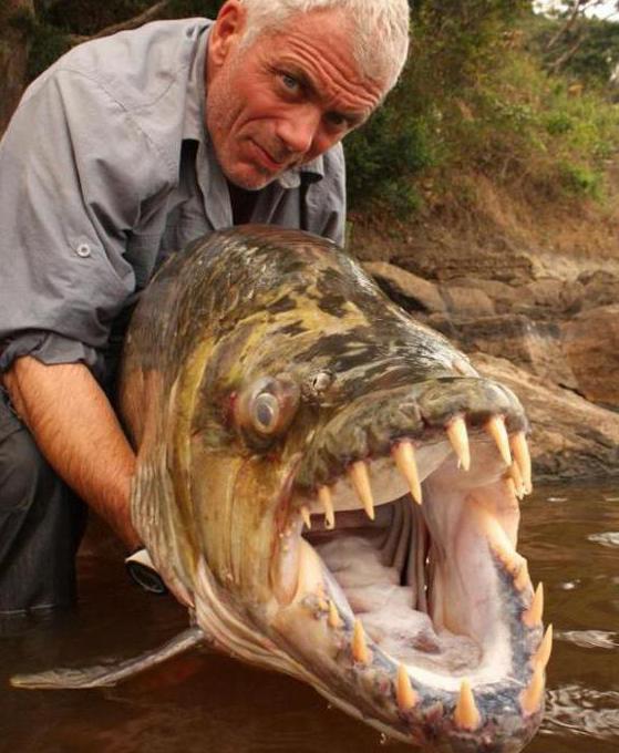 goliath tiger riba ena najhujših rib
