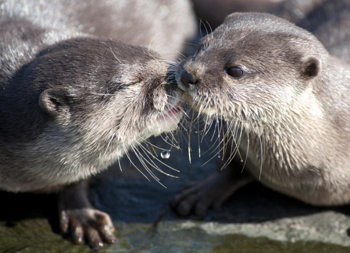 Otter řeka fotografie a popis