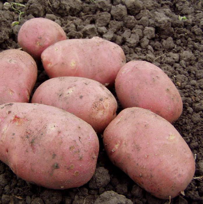 Popis odrůdy brambor Rocco