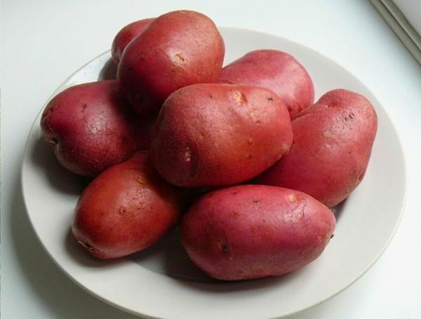 Charakteristiky odrůd brambor Rocco
