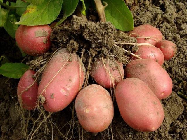 Popis odrůdy brambor Rocco