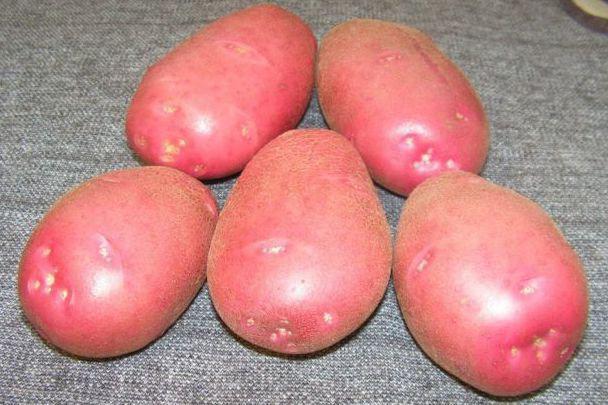 Popis odrůdy brambor Rodrigo