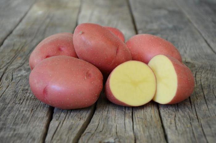 Характеристика на сорта картофи Родриго