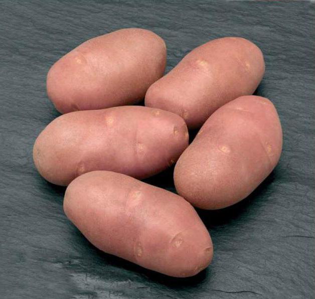 Fotografija s opisom sorte krumpira Rodrigo