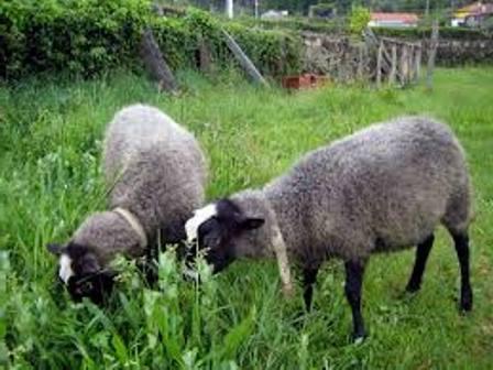 Романови овце