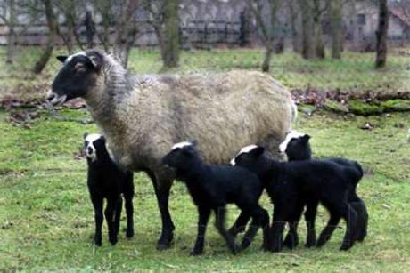 романовская овце порода ревюта