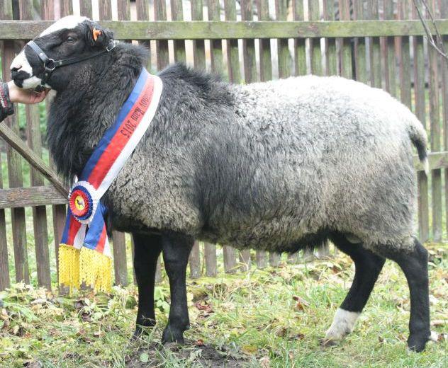 Характеристика на породите овце Романов