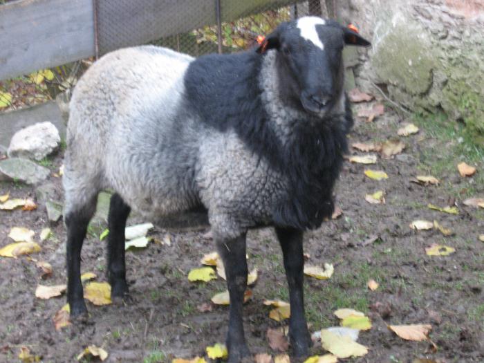 колко е овца от породата Романови