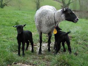 pecore da riproduzione della razza Romanov