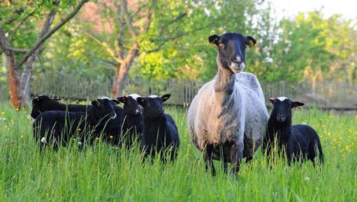 Owce Romanowskie w Baszkirii