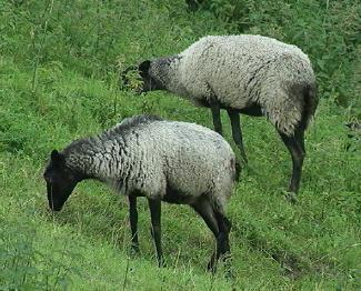 Jak hodować owce rasy Romanowów