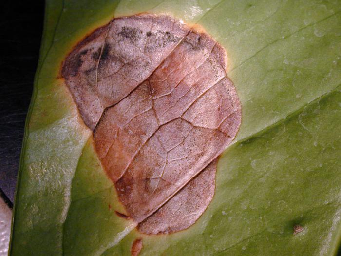 bolezen listov anthurium