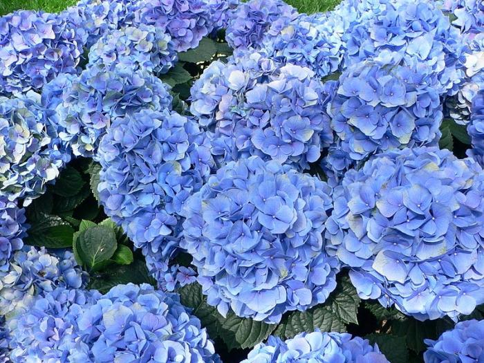 plava hortenzija