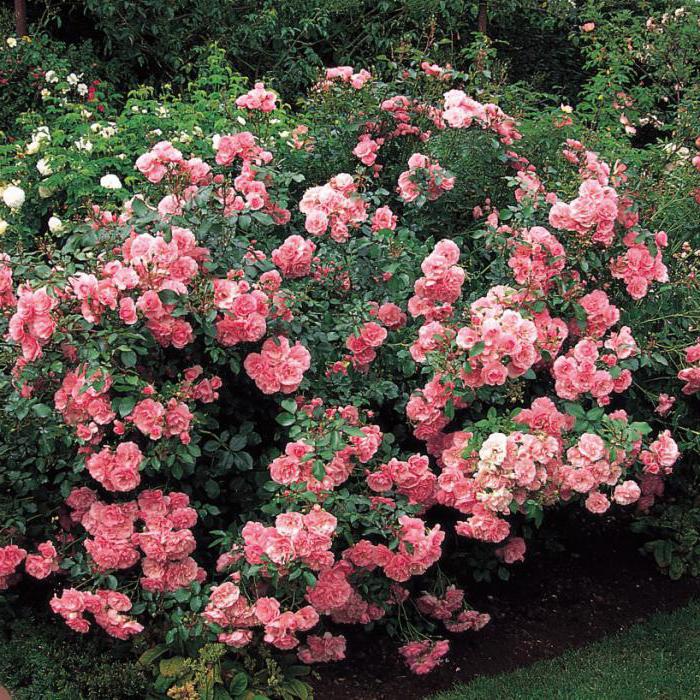 floribunda bonica rose