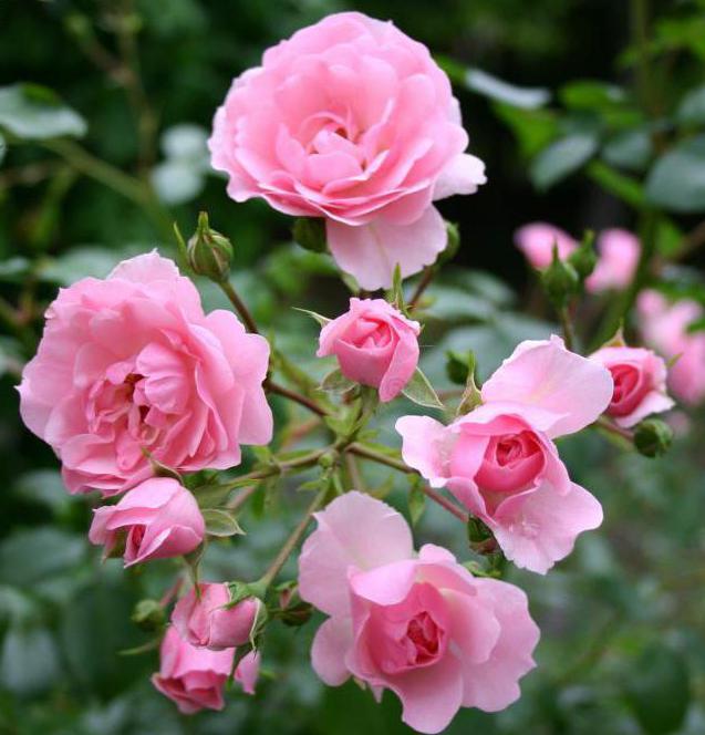 recensioni di rose bonika