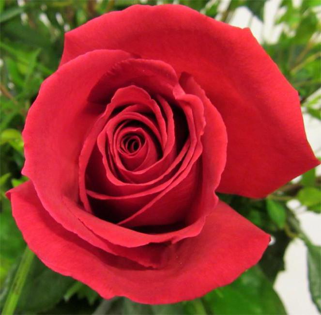 opis ruža Ekvador