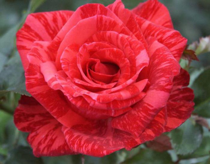 czerwona róża intuishn