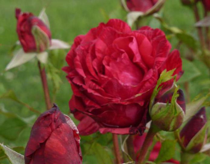 Rose Red Intuishy foto e descrizione
