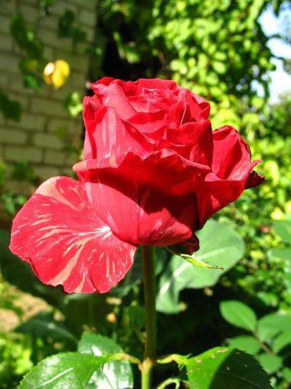Popis červené Intuishnské růže