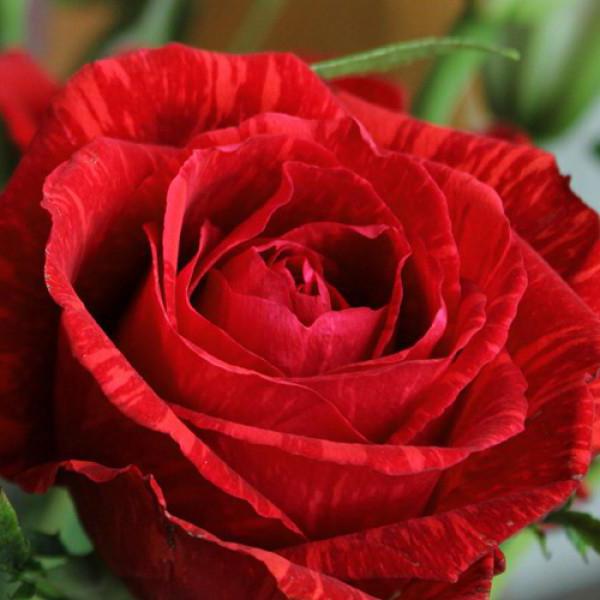Роза червена Интуишн енциклопедия на розите