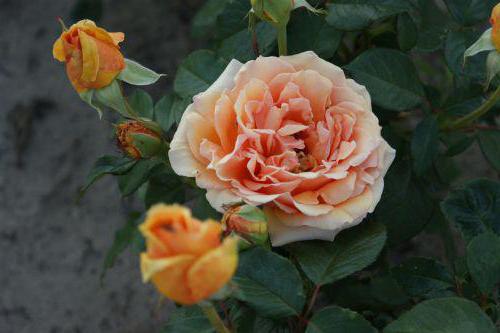 růže Ashram ášramu