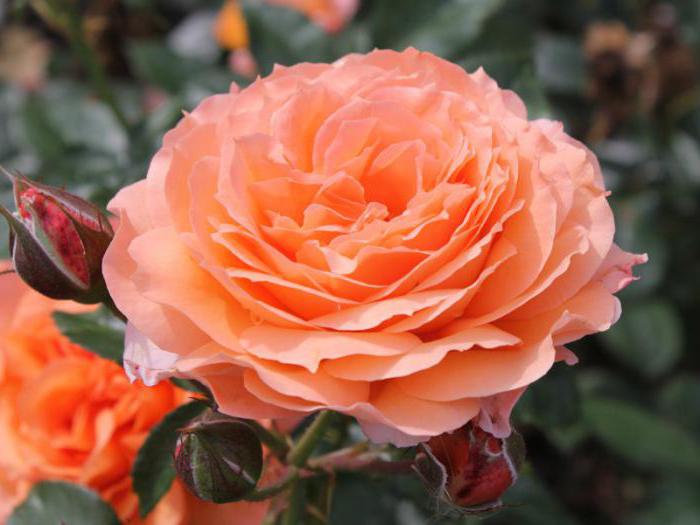 rose belvedere