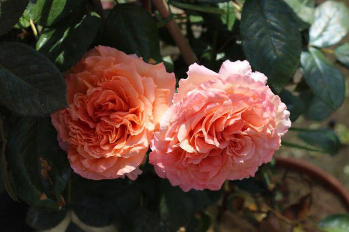 růžová belvedere encyklopedie růží